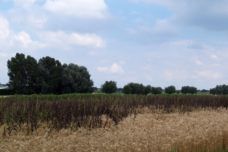 afrijpende zomerveldboon