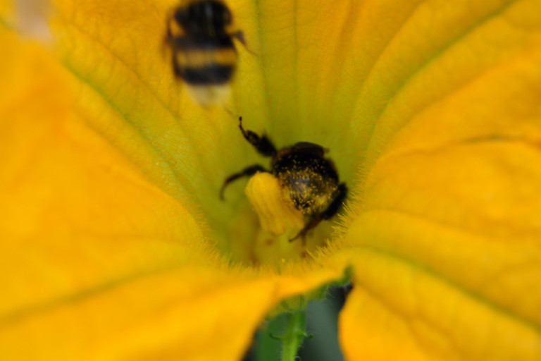 Hommel op courgettebloem