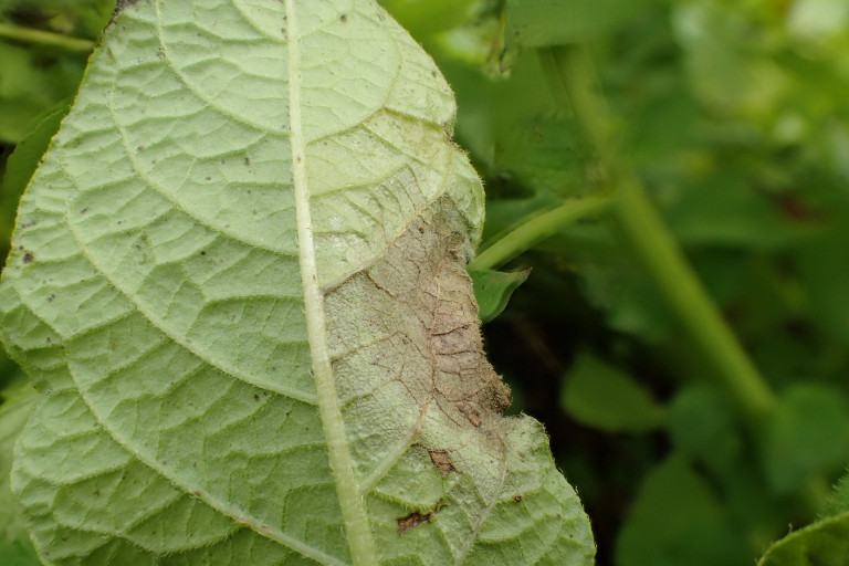 Aardappelplaag detail aantasting blad