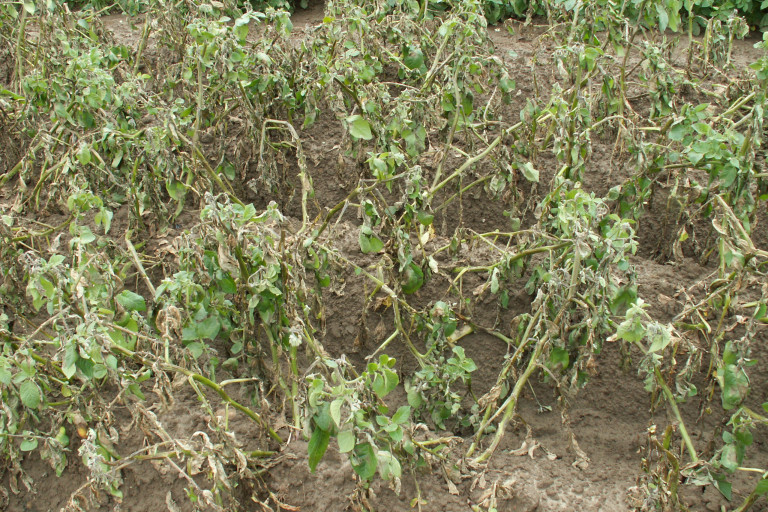 foto loof ernstig aangetast Phytophthora