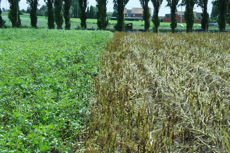 Aardappelen gebrand en niet gebrand