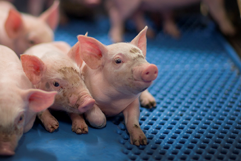 Bioveiligheid varkens
