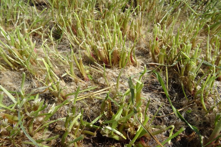 Optimaal graslandbeheer 