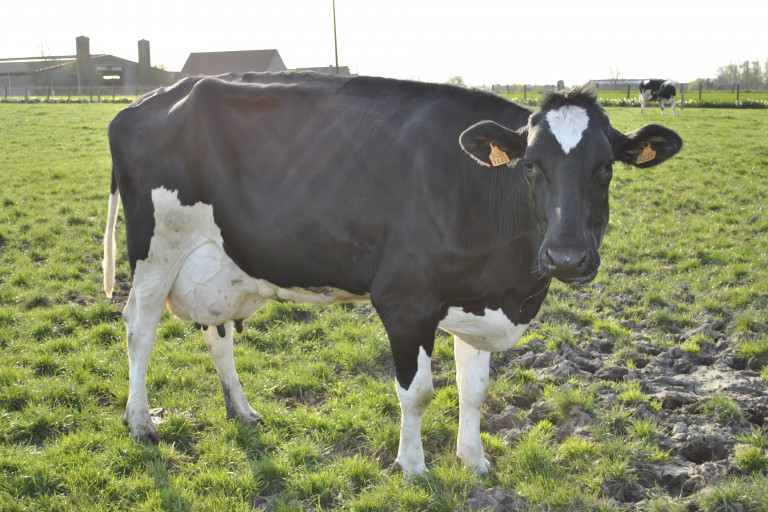 graslandvernieuwing