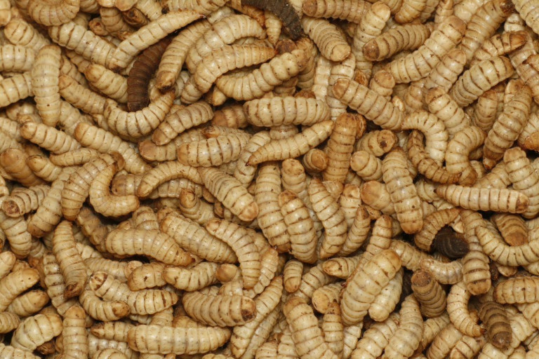 insecten
