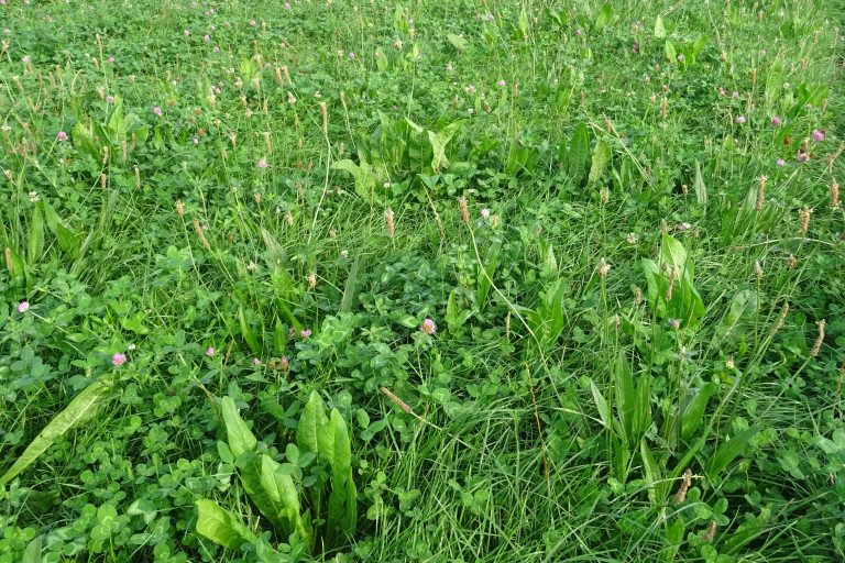 biologische melkveehouderij