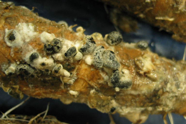 witloof- sclerotinia scleroten