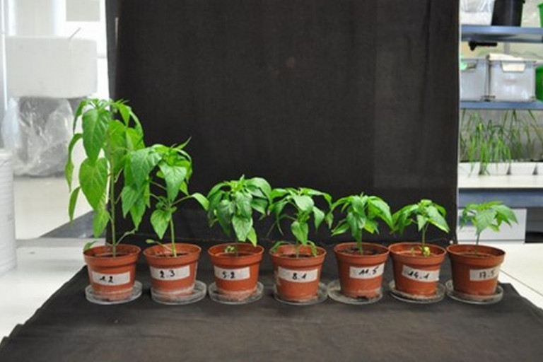 van gezonde peperplant (links) naar zieke plant geïnnoculeerd met een heel hoge sporenconcentratie aan V. dahliae (rechts)