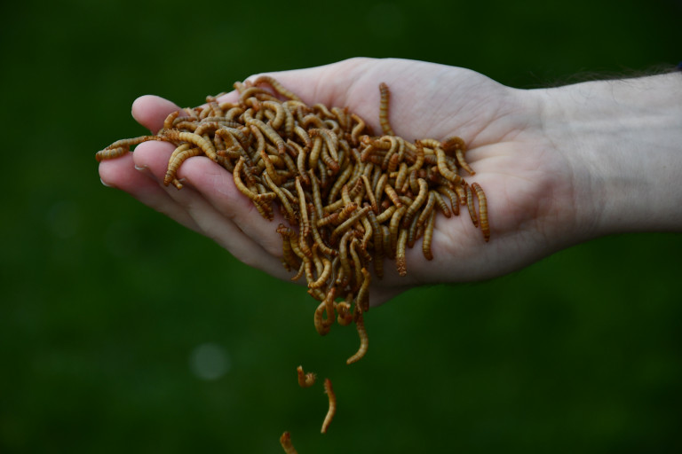 Meelwormen in hand