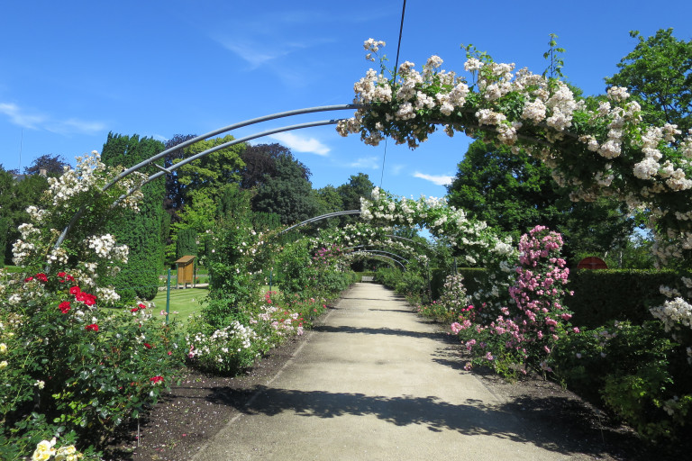 Historische Tuin Laan met oude rozen