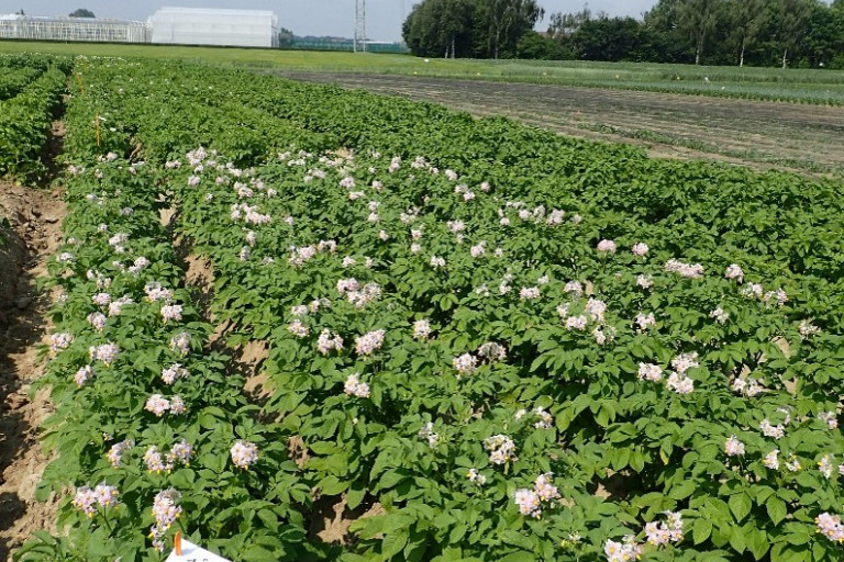 Rassen Bio aardappel overzicht