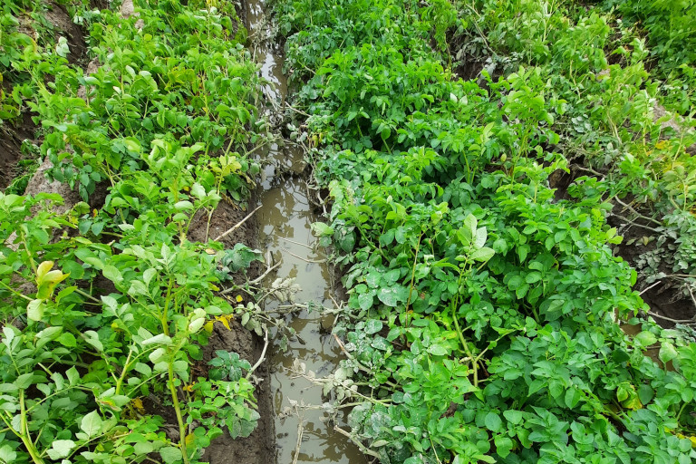 Water tussen de aardappelruggen