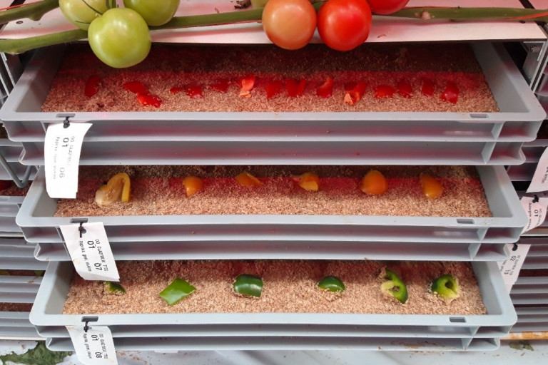 tomatenproef