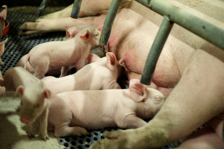 varkens