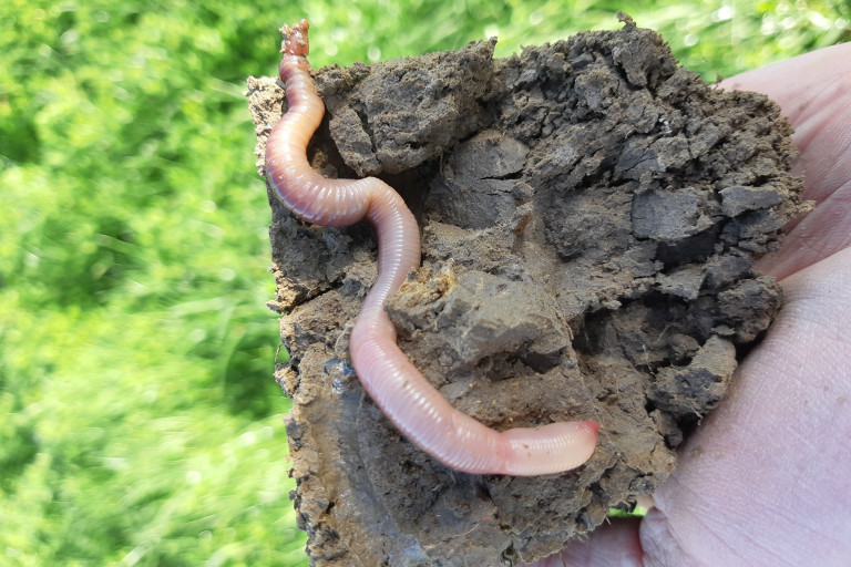 Regenworm pendelaar