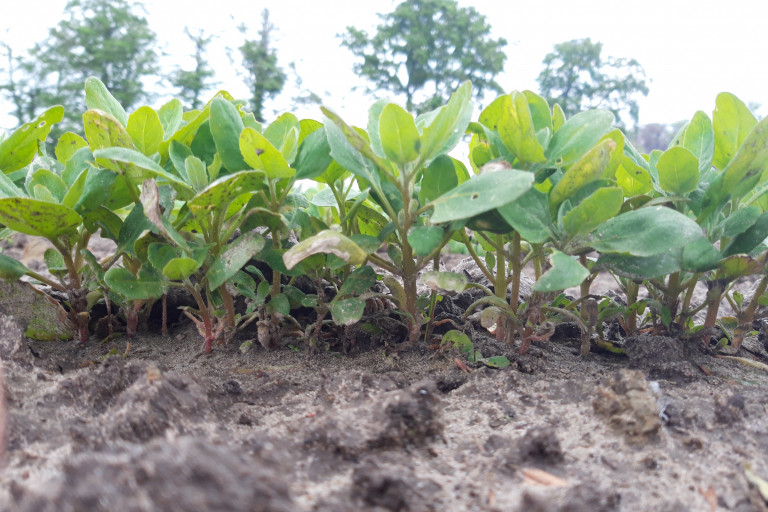 kleine plantjes van quinoa 2021