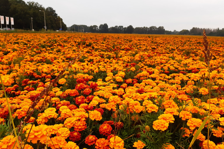 Tagetes