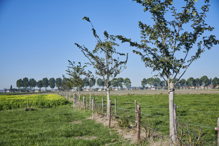 Aanplant NPI-steun