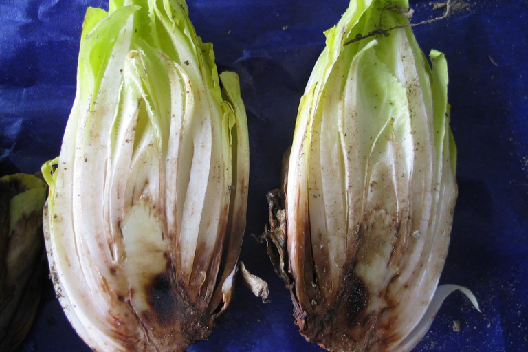 witloof Phytophthora krop