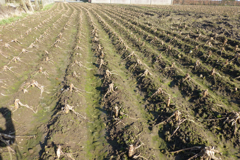 Bloemkool na de winter
