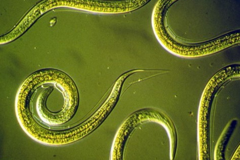 Nematoden