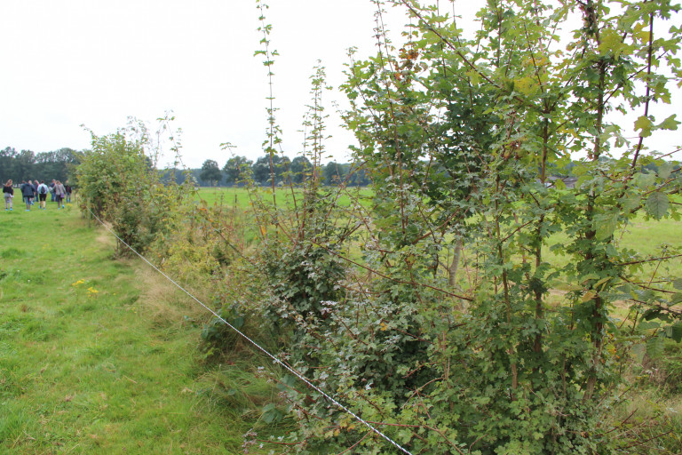 Voederbomen