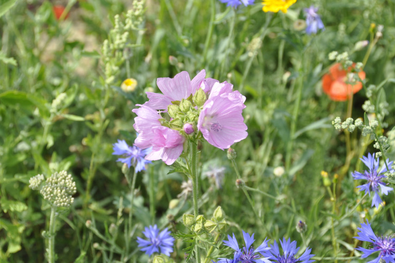 Bloemenmengsel