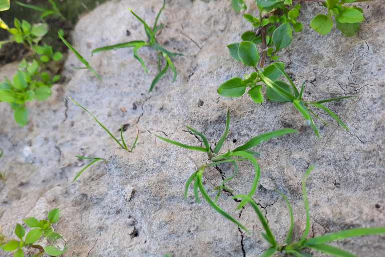 gras op aardappelrug