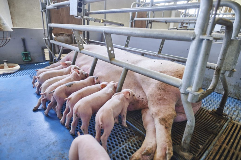 kraamstal varkens.jpg