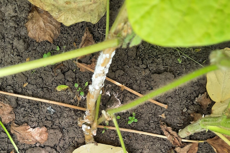 Sclerotinia