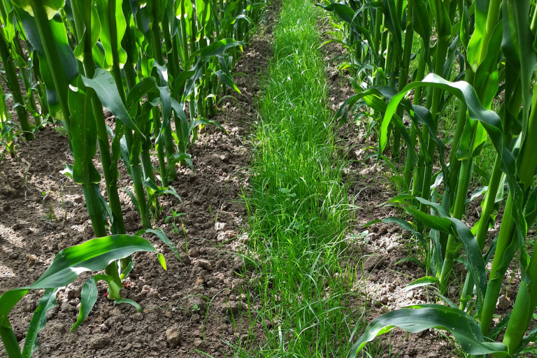 Onderzaai gras in maïs