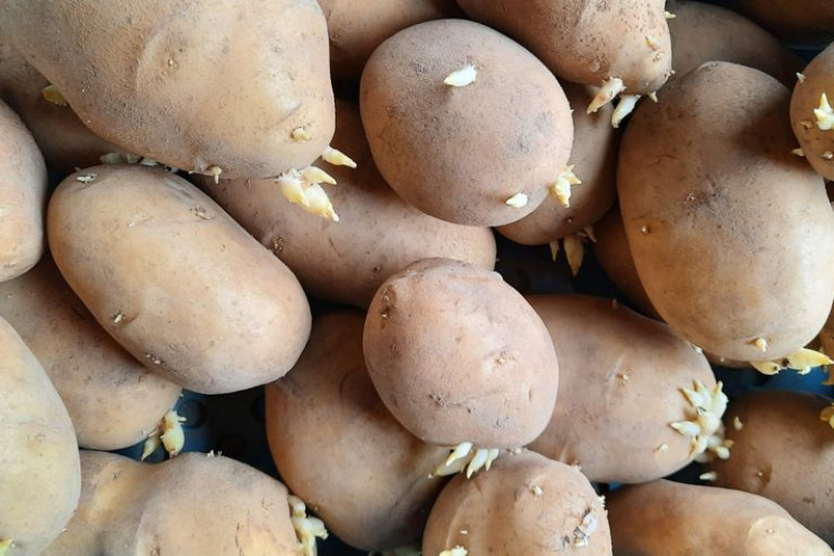 kieming aardappelen