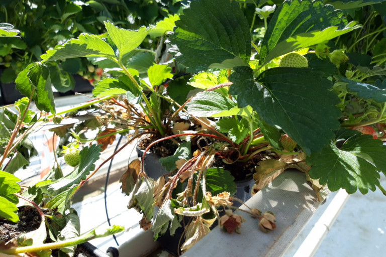 Uitval Pestalotiopsis