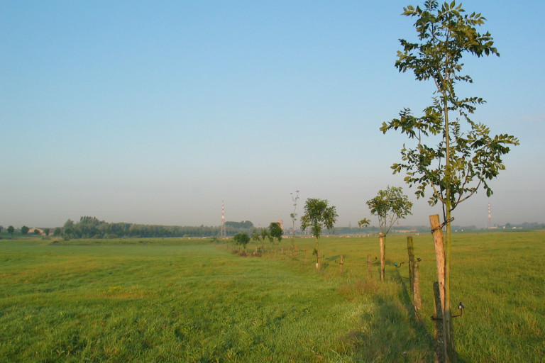 bomen in graasweide 