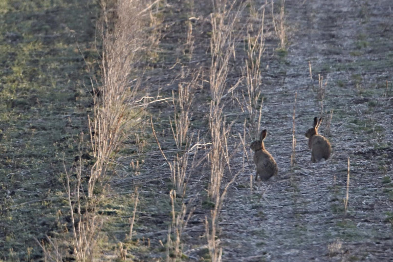 hazen op akker winter