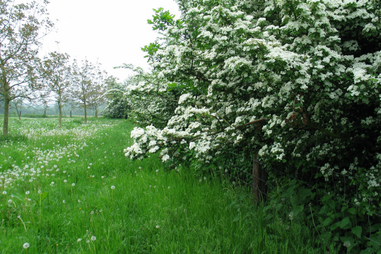 meidoorn en notelaars bomen