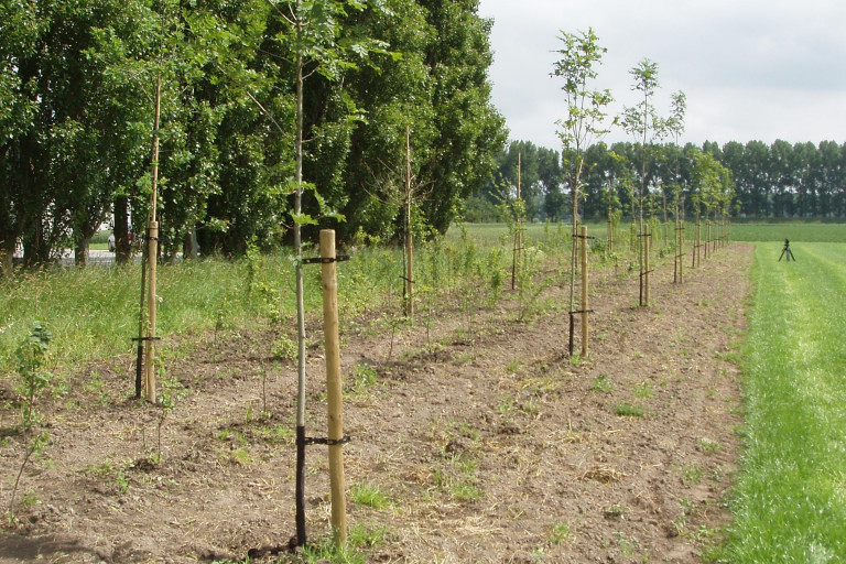 nieuwe aanplant van bomen