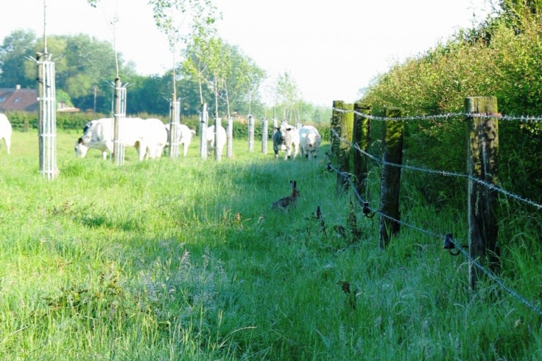 bomen en struiken in graasweide met koeien