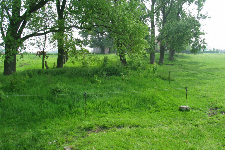 aanplant bosje voederbomen