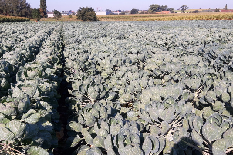 veld spruitkool