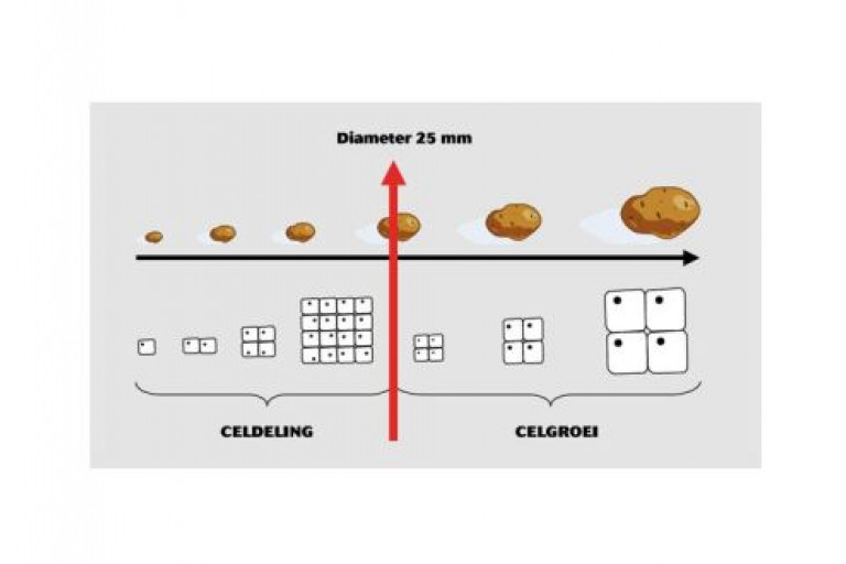 werkingsprincipe MH aardappelen