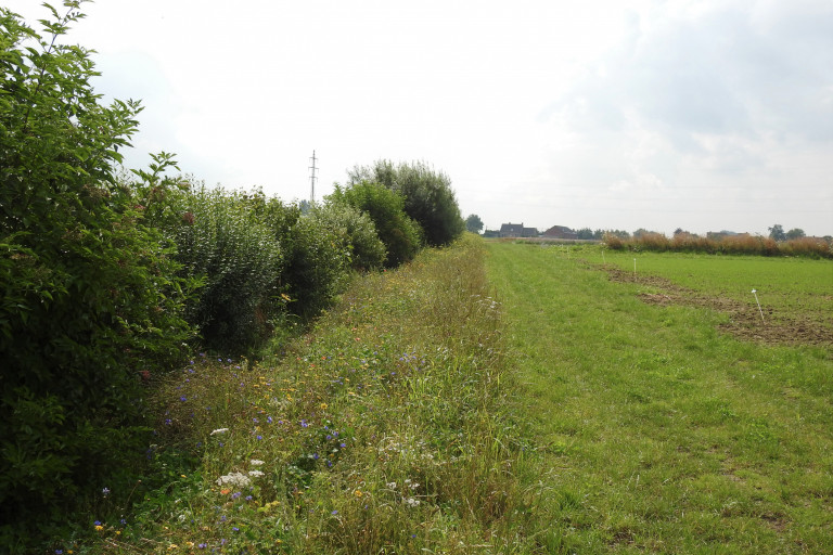 Gemengde heg en meerjarige bloemenrand demoperceel agronatuur