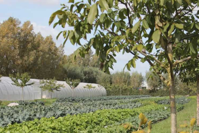 agroforestry en groenten