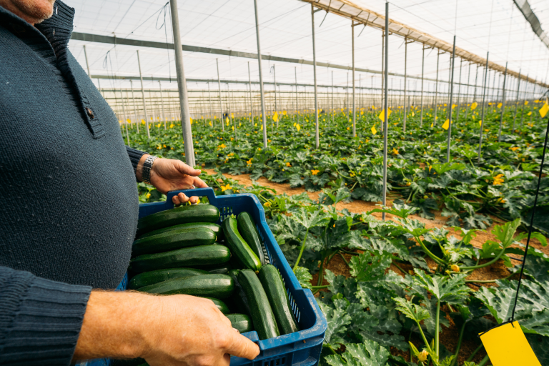 AdobeStock courgetteteler
