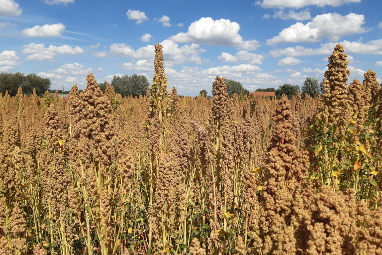 quinoa ras Vikinga op 3 augustus 2022