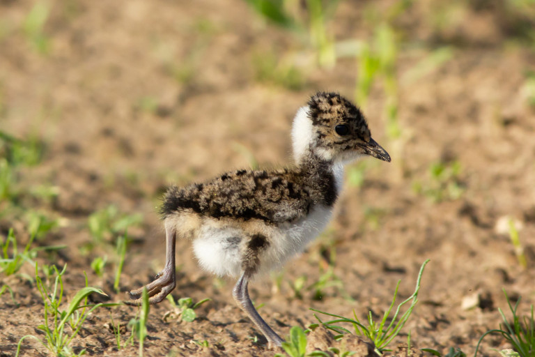 AdobeStock_kievitskuiken