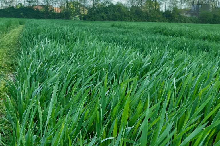 rassenproef bio wintertarwe 2022
