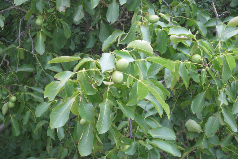Noten als inkomstenbron in agroforestry