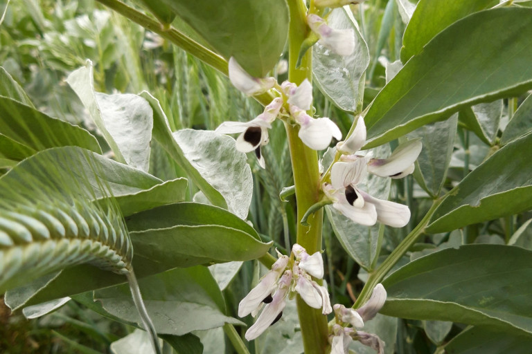 winterveldboon met triticale