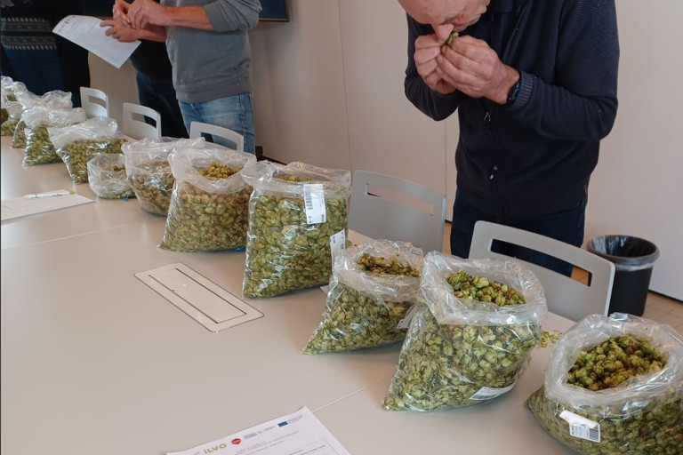 Sensorische evaluatie hopstalen